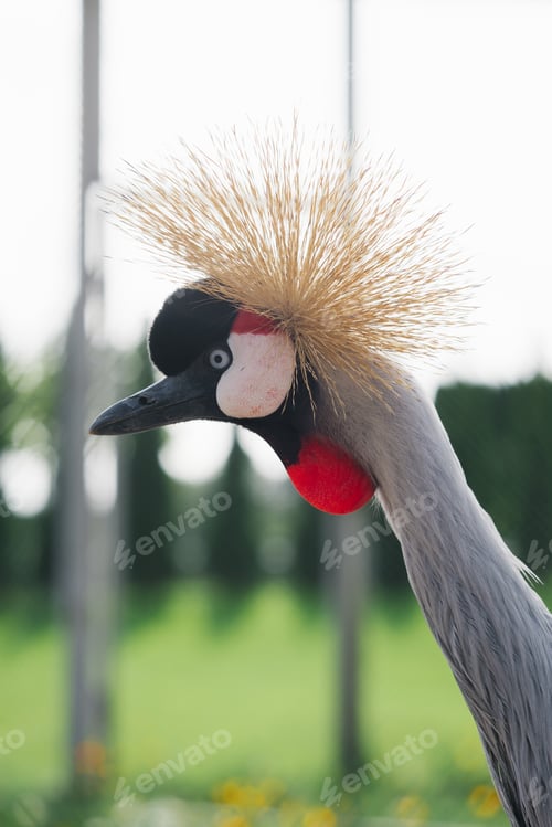 Preview: Portrait of a beautiful Crowned crane in the zoo