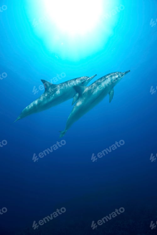 Preview: Spinner Dolphins under the water