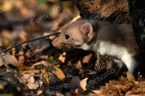 Preview: Beech marten or Martes foina also known as stone marten or white-breasted marten