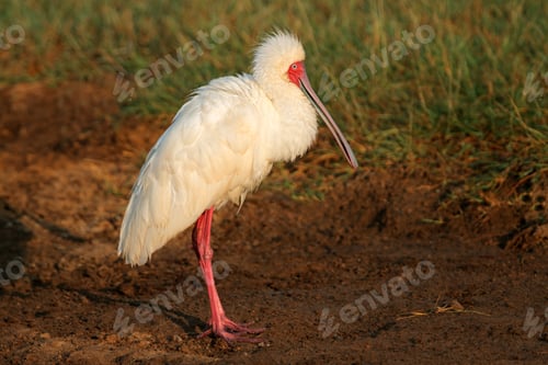 Preview: African spoonbill - Amboseli National Park