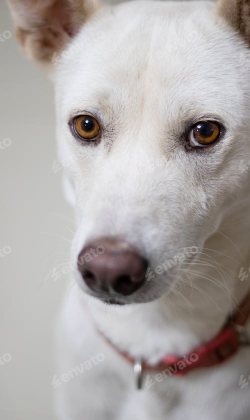 Preview: Poor white dog