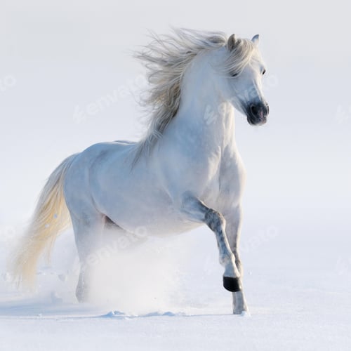 Preview: arabian, horse, mare, stallion, riding