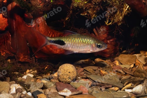 Preview: Cyprinid fish Enteromius rohani in freshwater aquarium
