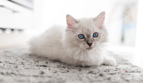 Preview: White ragdoll puppy on the sofa