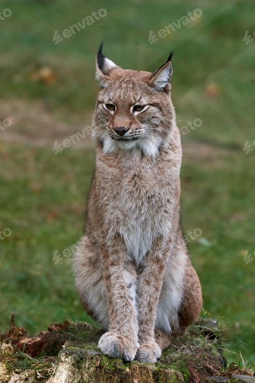 Preview: Eurasian lynx (Lynx lynx) in its natural enviroment