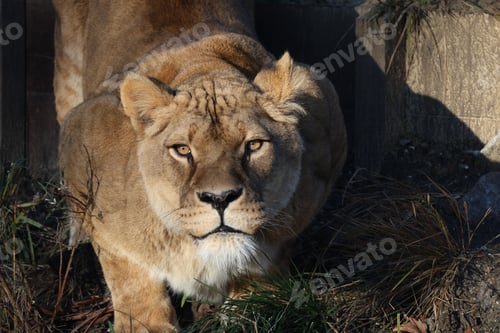 Preview: an adult lion walking through some grass with his head turned