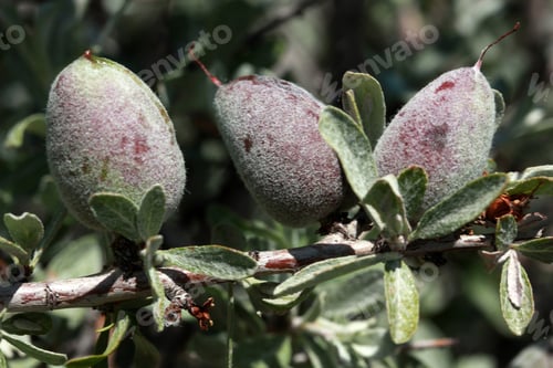Preview: Almonds on a tree