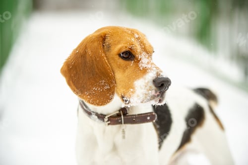 Preview: Dog breed Beagle in winter play in the snow outdoors