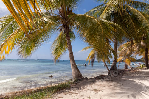 Preview: Tropical paradise. Palm trees with peaceful sea in Dominican Republic.