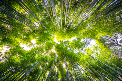 Preview: Beautiful landscape of bamboo grove in the forest at Arashiyama