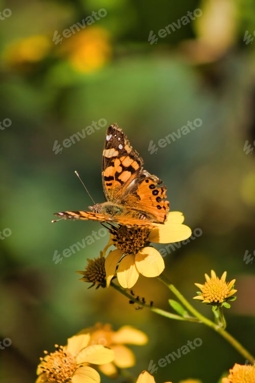 Preview: Butterfly on yellow flower in the garden. Natural background.