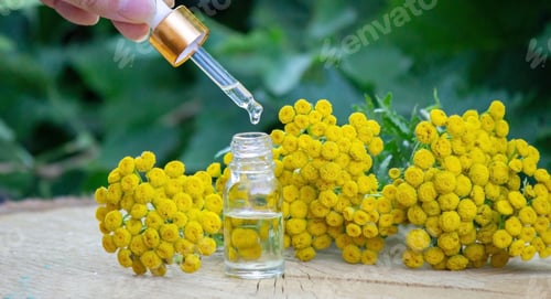Preview: oils from the immortelle plant. selective focus