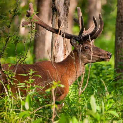 Preview: Red deer (Cervus elaphus)