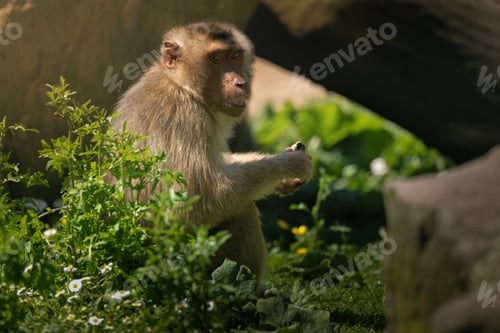 Preview: Close-up of a monkey sitting in a lush green environment with sunlight filtering through the foliage