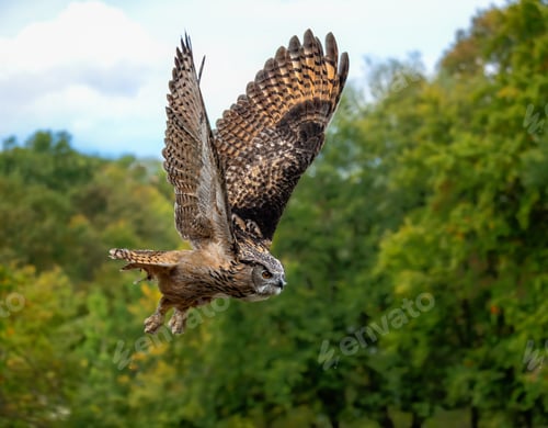 Preview: Flying Eurasian eagle-owl