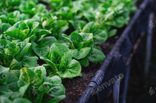 Preview: A field of green lettuce plants. The plants are growing in the dirt and are very healthy