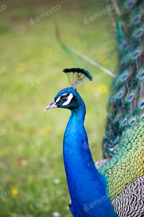 Preview: Beautiful peacock portrait with the feathers out