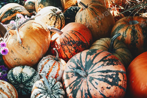 Preview: Colorful pumpkins and squashes in different varieties. Background