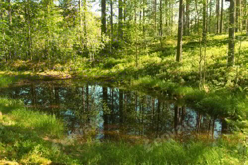 Preview: darkness, forest, horror, spooky