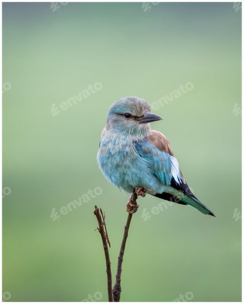 Preview: Eurasian roller