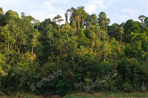 Preview: Tropical rain forest hill landscape
