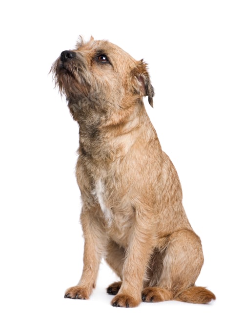 Preview: Border terrier