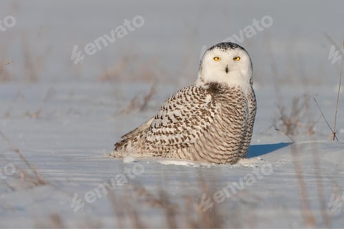 Preview: Snowy Owl Perched in a Snow Covered Field