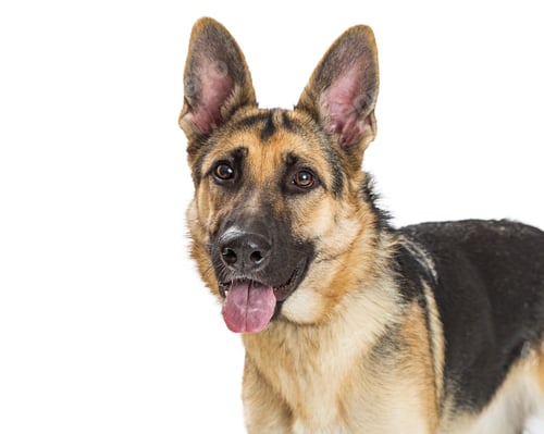 Preview: Closeup German Shepherd Dog Happy Expression