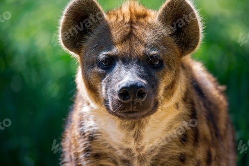 Preview: Close-up portrait of a spotted hyena in front of the blurred green vegetation on a sunny day
