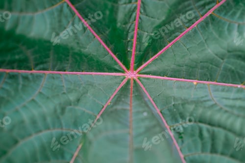 Preview: castor oil tree or palmcrist leaf.
