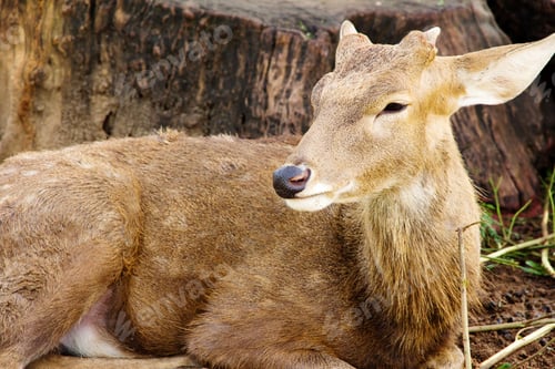 Preview: Axis Deer