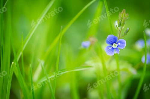 Preview: Wild blue gepsyweed or Veronica germander flower in the meadow. Close up