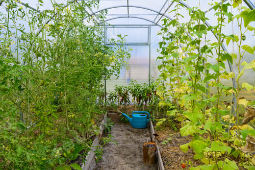Preview: Old rusty watering can inside small greenhouse with tomato and pepper plants. Watering can for