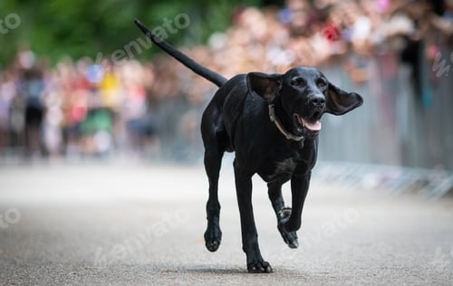 Preview: cute dog running at dog speed race