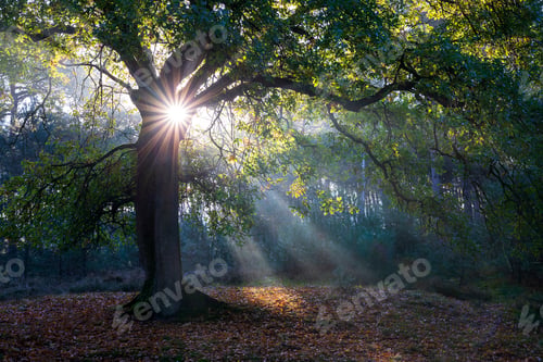 Preview: beautiful sunbeams in autumn forest