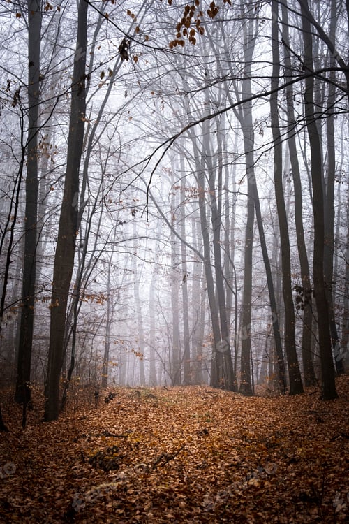 Preview: Autumn decor