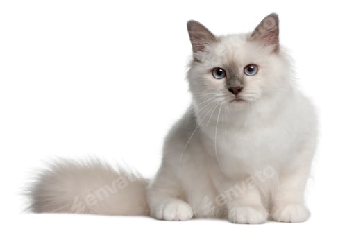 Preview: Birman Kitten, 4 months old, sitting in front of white background