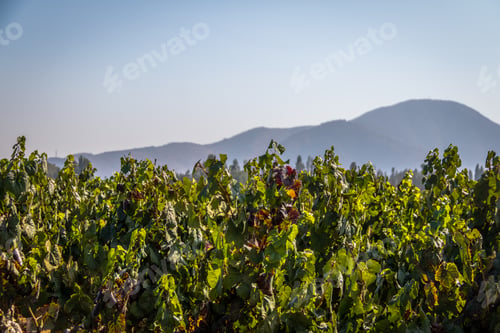 Preview: Chilean Vineyard - Santiago, Chile