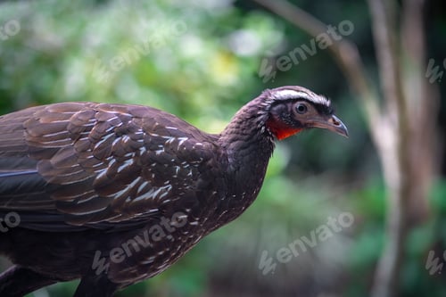 Preview: White-browed Guan bird (Penelope jacucaca)