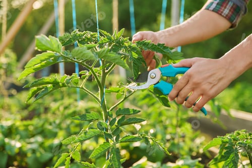 Preview: Close-up of tomato plant and hands with pruning shears shaping plant