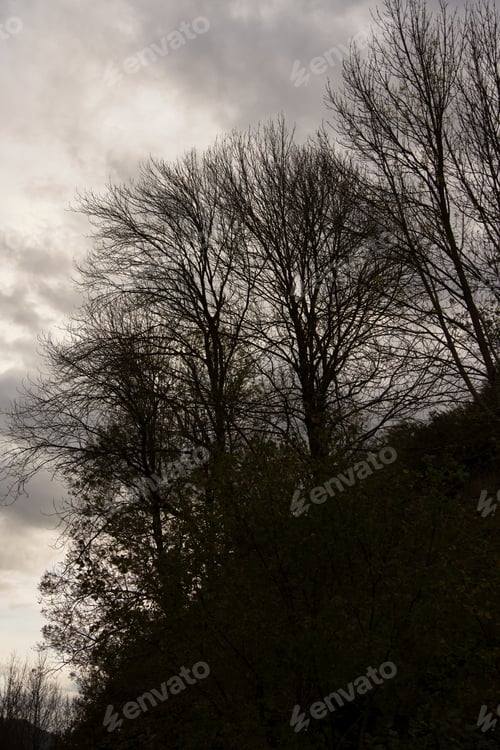 Preview: Mysterious abstract background. Leafless trees and gray clouds