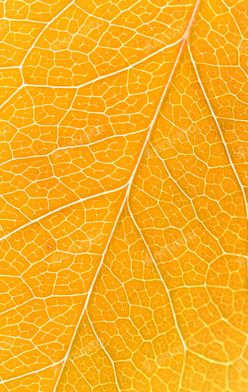 Preview: Beautiful yellow autumn leaves