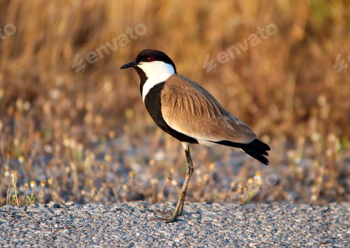 Preview: Vanellus spinosus. A bird species belonging to the Charadriidae family. Izmir - Turkey