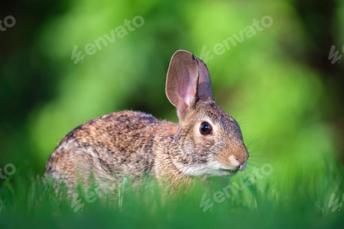 Preview: Grey small hare eating grass on summer field. Wild rabbit in nature