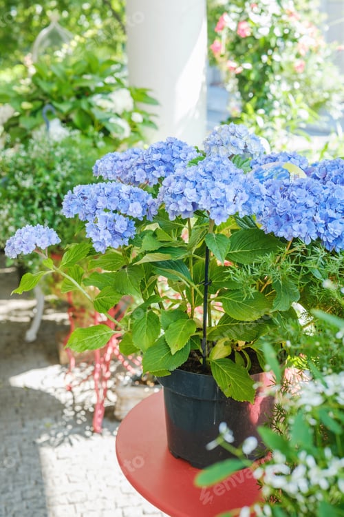 Preview: Hydrangea macrophylla blue flowers in black pot for terrace decoration and garden plant concept