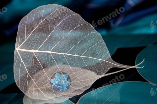 Preview: Leaf skeleton - close up