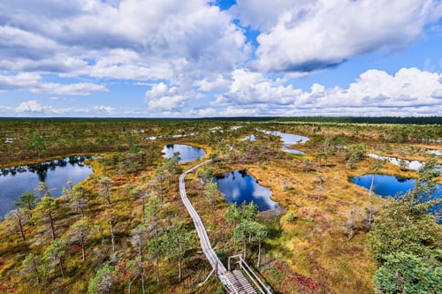 Preview: Boardwalk on the raised bog, view from above. Kemeri National park in Latvia.
