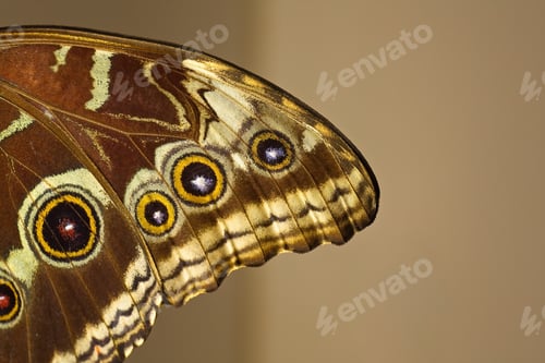 Preview: Close-up of a Blue Morpho butterfly wing