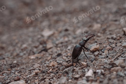 Preview: Majestic Stag Beetle Posing on Stony Ground