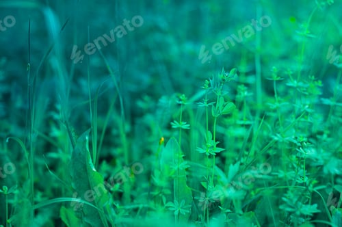 Preview: Beautiful floral spring abstract background of nature. Spring floral scene with grass and herbs